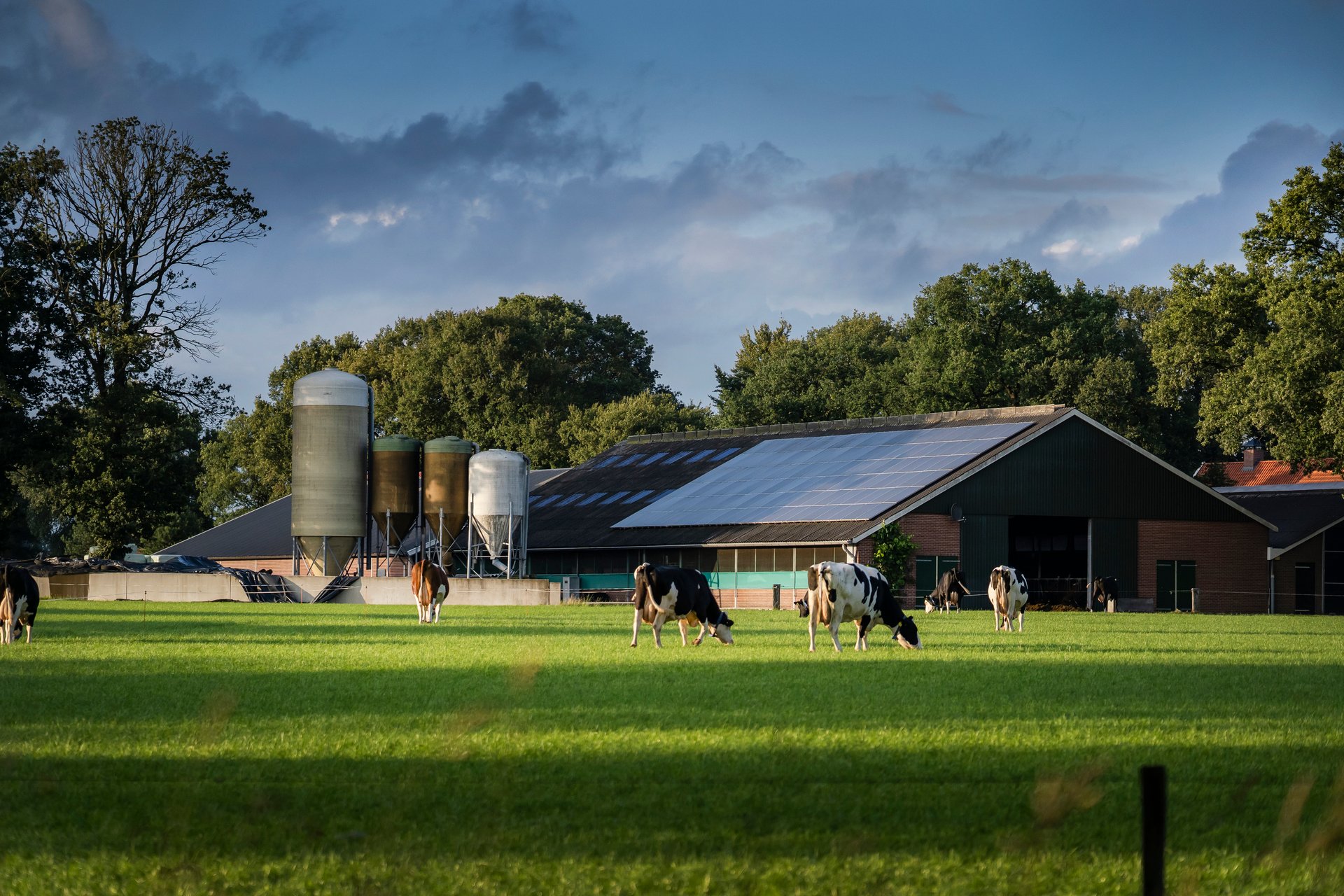 Koeien op een boerderij