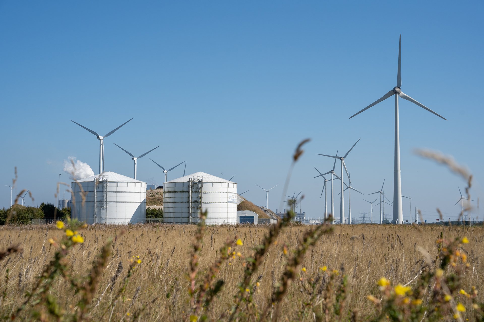 Windmolens in wei